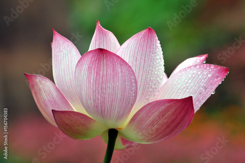 Blossom lotus flower