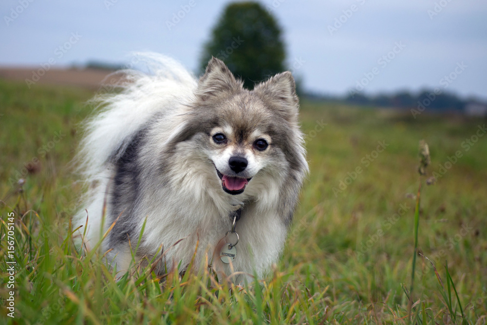 Cheerful dog on a meadow