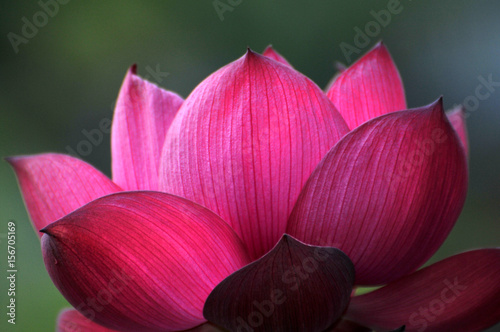 Blossom lotus flower