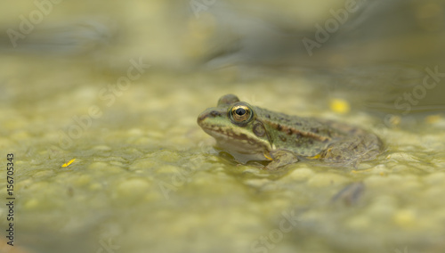 Frog on green lake