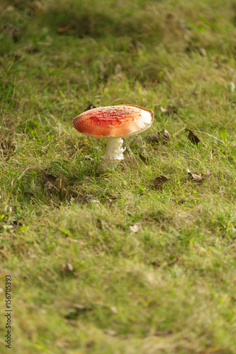Red mushroom in field
