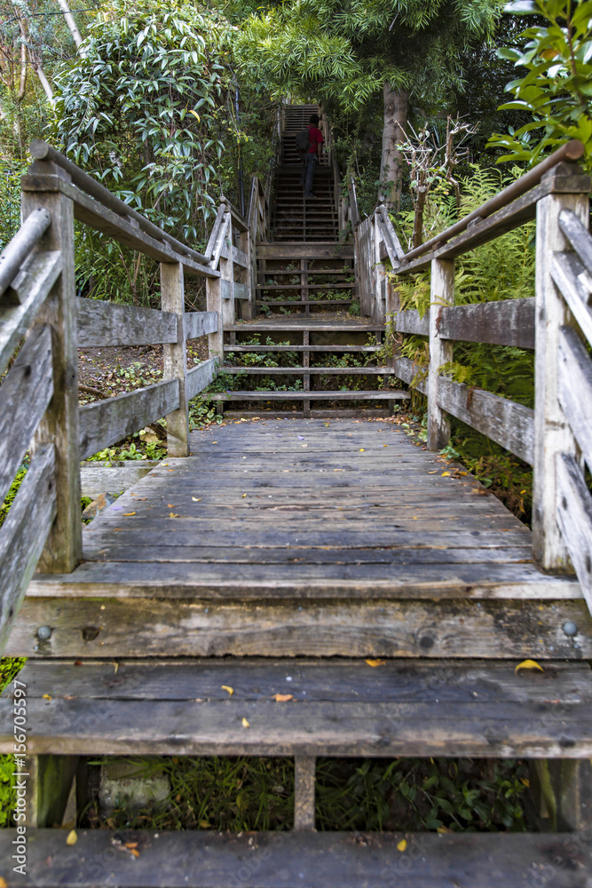 Steps with overgrowth that leads the way to the top of the hill where Coit Tower resides.