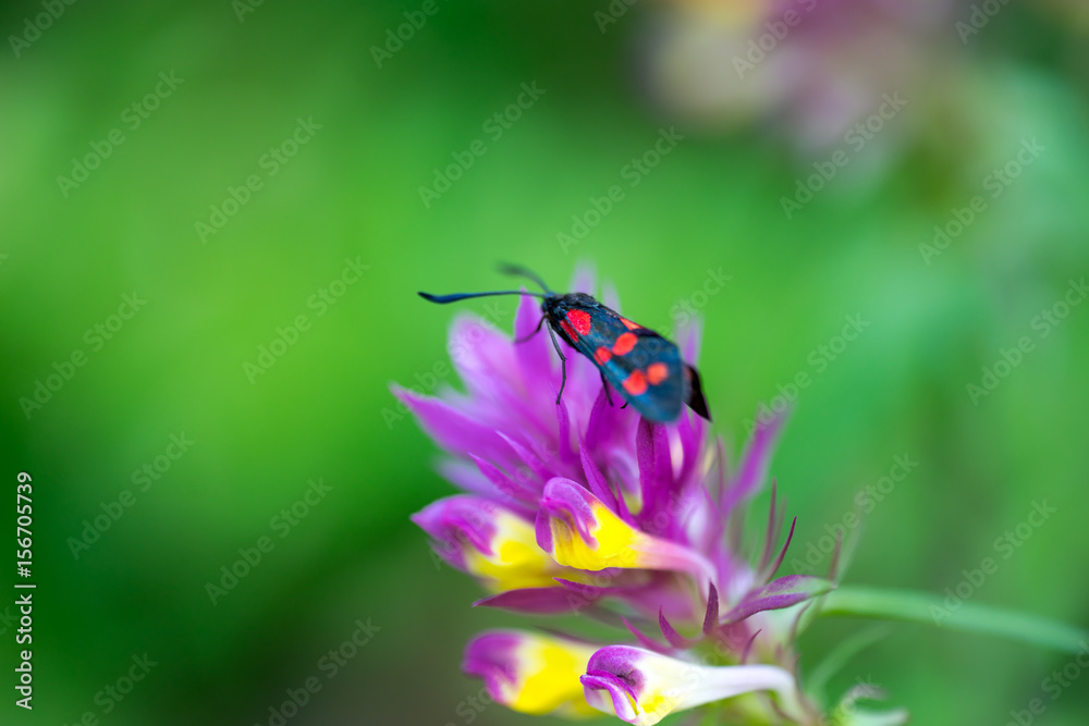 Beautiful butterfly with black and red wings sits on the flower. Macro Photo Beautiful butterfly with black and red wings sits on the flower. Macro Photo