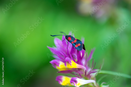 Beautiful butterfly with black and red wings sits on the flower. Macro Photo © klenger