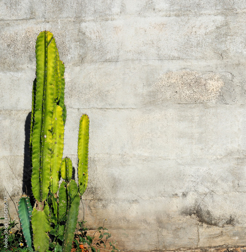 Background block wall has cactus tree