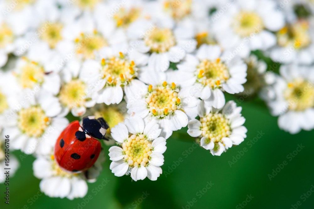 Detailed macro image of a ladybug on a flower
