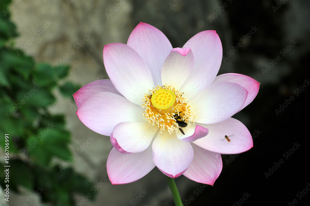 Blossom lotus flower Blossom lotus flower