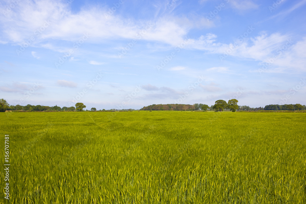 Fototapeta premium woodland trees and barley