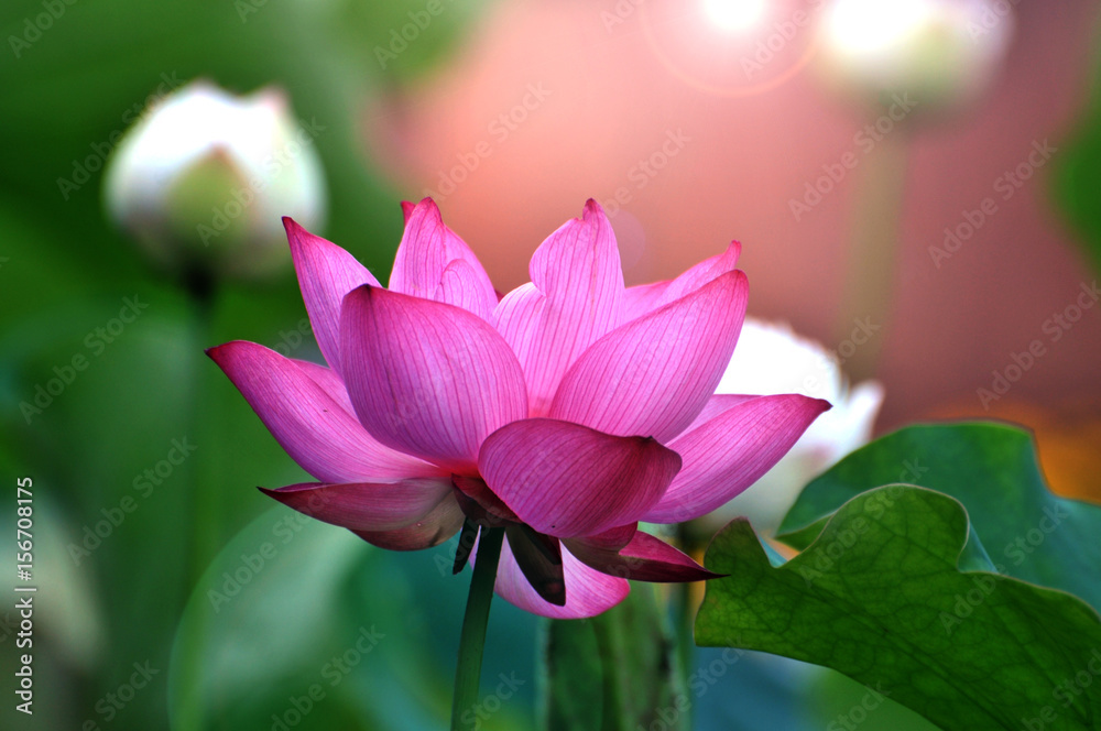 Blossom lotus flower Blossom lotus flower