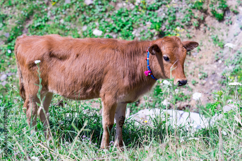 Highland Cow on a Field, Artvin, Turkey