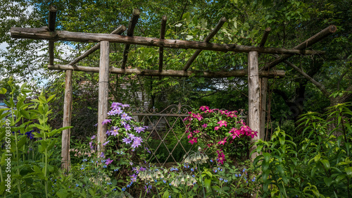 Country garden in spring with rustic wood trellis supporting purple and red clematis on an early spring morning