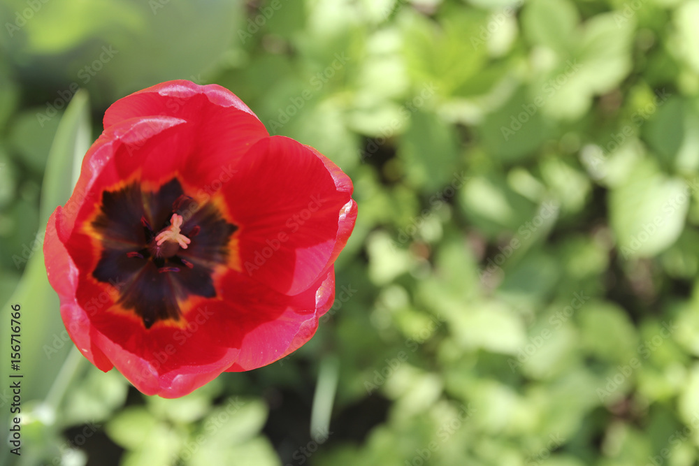 Red tulip flower on a background of green grass Red tulip flower on a background of green grass