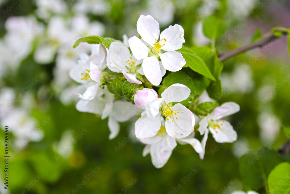 beautiful flowering apple trees. background with blooming flowers in spring day. selective focus and bokeh beautiful flowering apple trees. background with blooming flowers in spring day. selective focus and bokeh