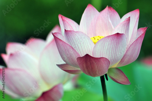 Blossom lotus flower