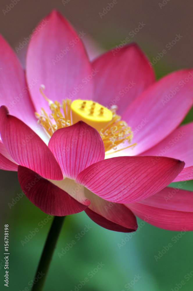 Blossom lotus flower Blossom lotus flower