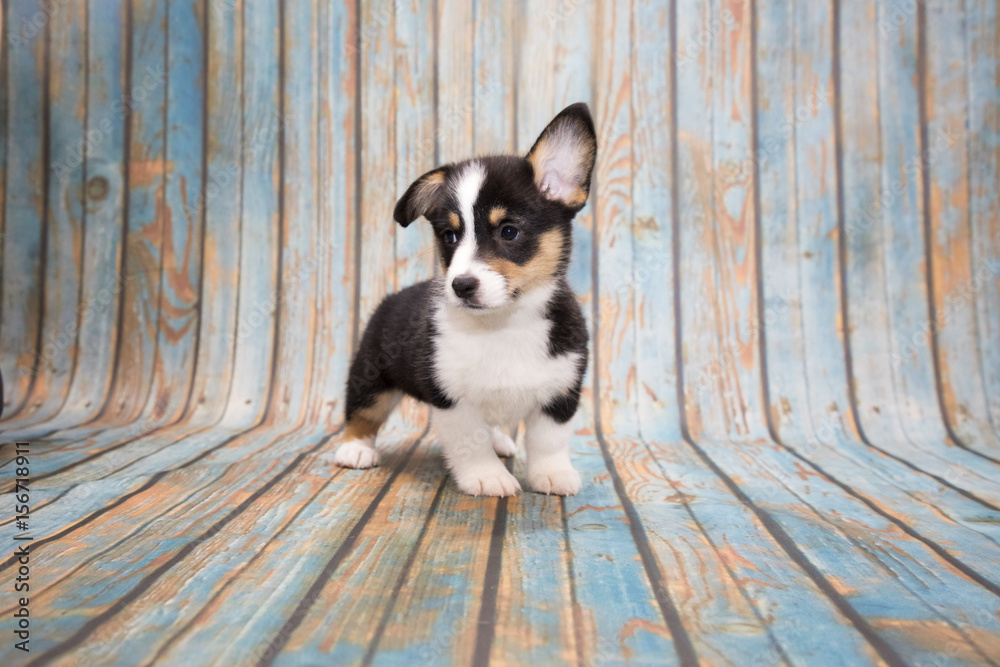 Corgi on blue wooden background Corgi on blue wooden background