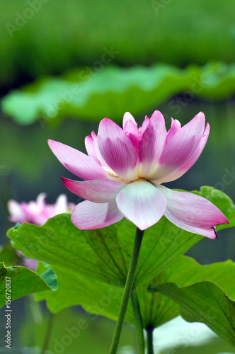 Blossom lotus flower