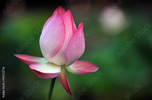 Blossom lotus flower