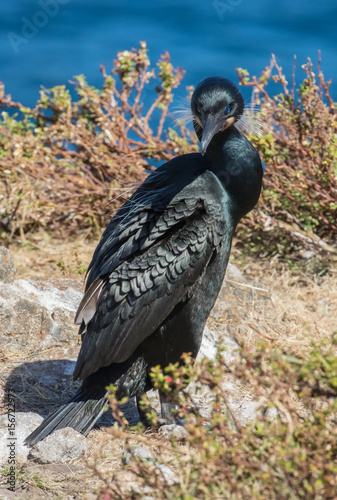 Brandt s cormorant in breeding plumage at Point Lobos State Reserve  California coast