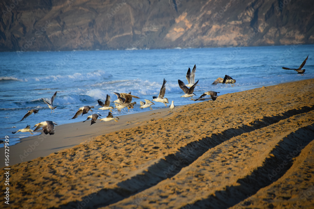 Seagulls flying off the beach at Porto Santo Island, Portugal at early morning Seagulls flying off the beach at Porto Santo Island, Portugal at early morning