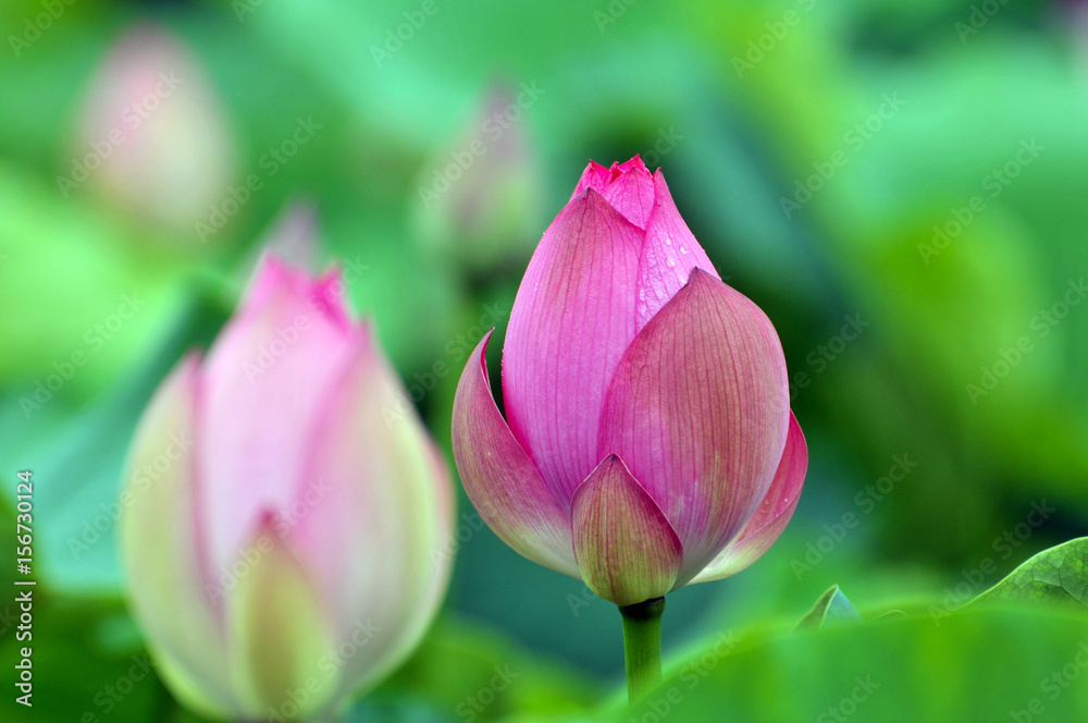 Blossom lotus flower Blossom lotus flower