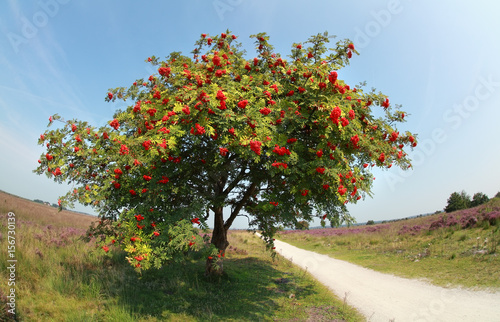 Fototapeta rowan tree with berries in summer