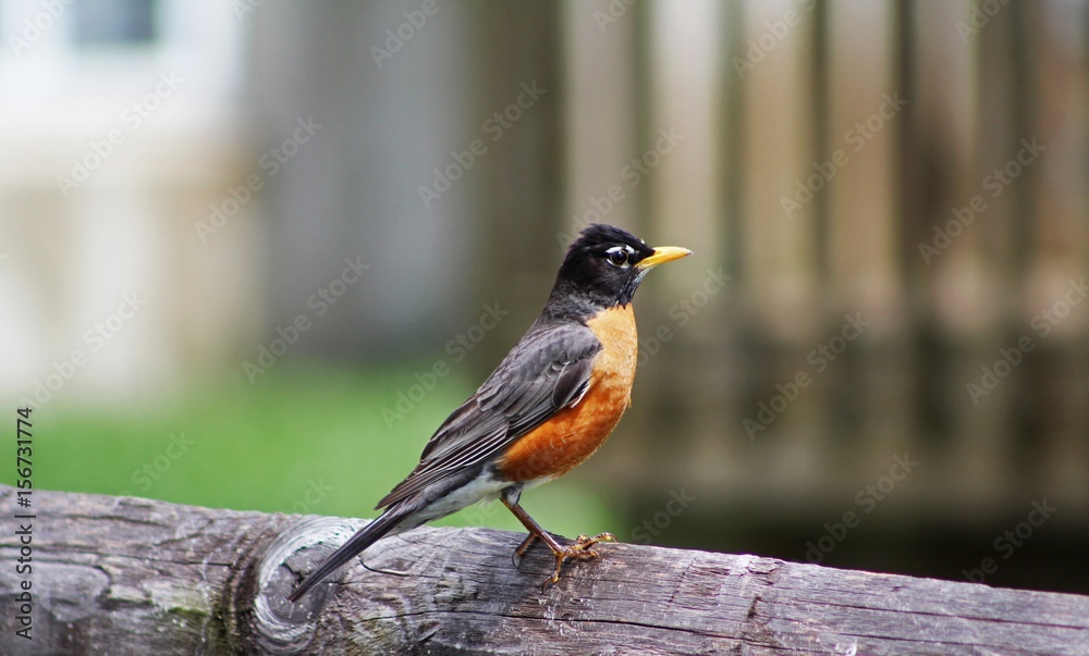 American Robin American Robin