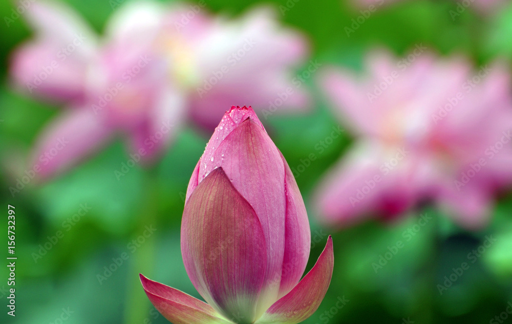 Blossom lotus flower Blossom lotus flower