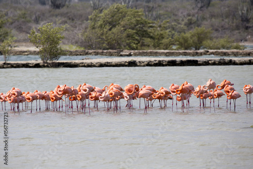 Flamingos in der Karibik (Curacao) 