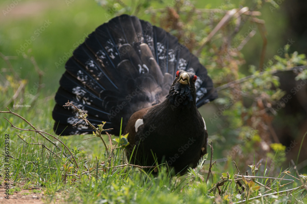 Grand coq de bruyère