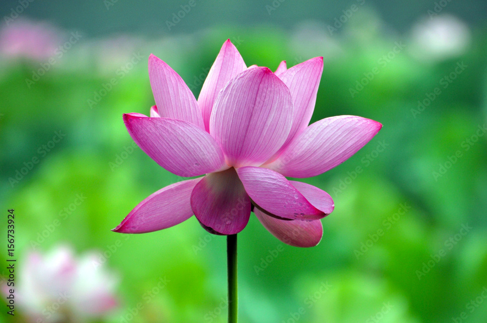 Blossom lotus flower