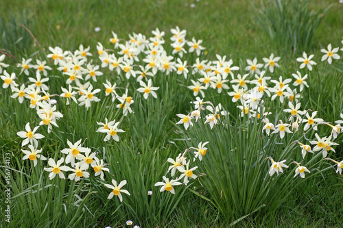 Daffodils in woodland