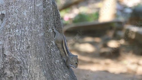 Chipmunk sitting on a tree trunk in the park and eating seeds then runs away. Forest at background. Close up photo