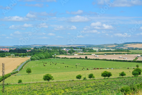 A view to fields and herds of cows and sheep grazing on a farmland near Old Sarum, Salisbury, England, UK. © Victoria