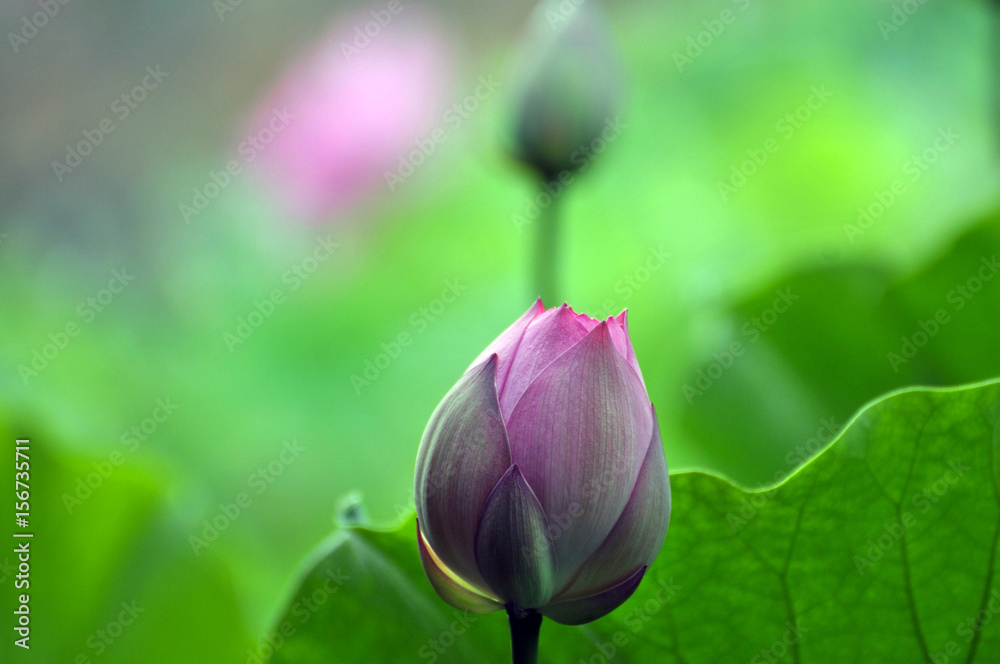Blossom lotus flower