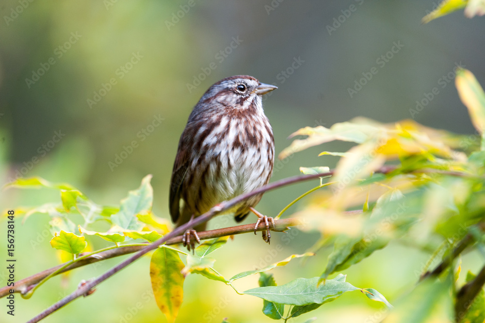 Fox Sparrow (Passerella iliaca), perched in fall leaves Gabriola Island, British Columbia Fox Sparrow (Passerella iliaca), perched in fall leaves Gabriola Island, British Columbia