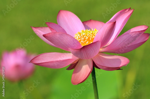 Blossom lotus flower