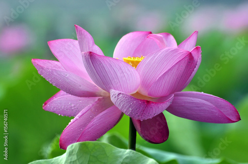 Blossom lotus flower © yu