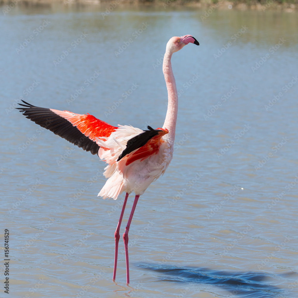 Naklejka premium Greater Flamingo, pink bird standing in the lake in Camargue