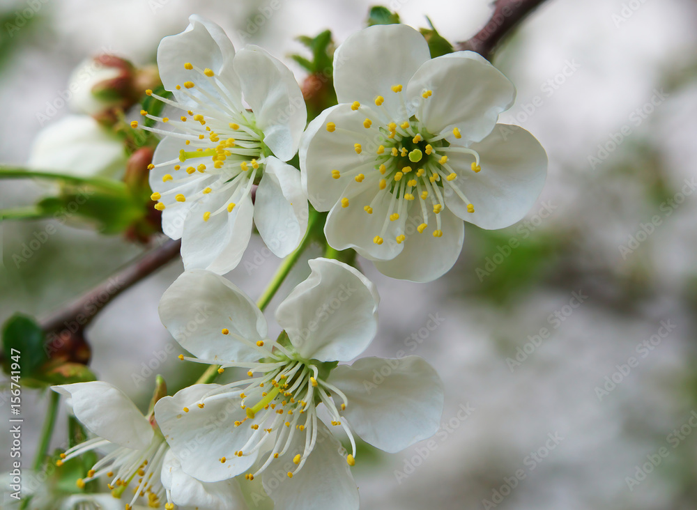 white Cherry flowers on the branch tree at the springtime in sunny day, wide depth of focus white Cherry flowers on the branch tree at the springtime in sunny day, wide depth of focus