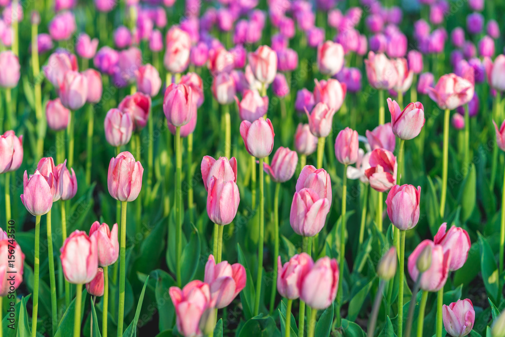 Tulips in the field. summer in Russian. Moscow