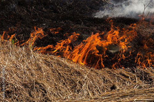 Fotografie Close up of small line if fire dividing brown straw and burnt black straw