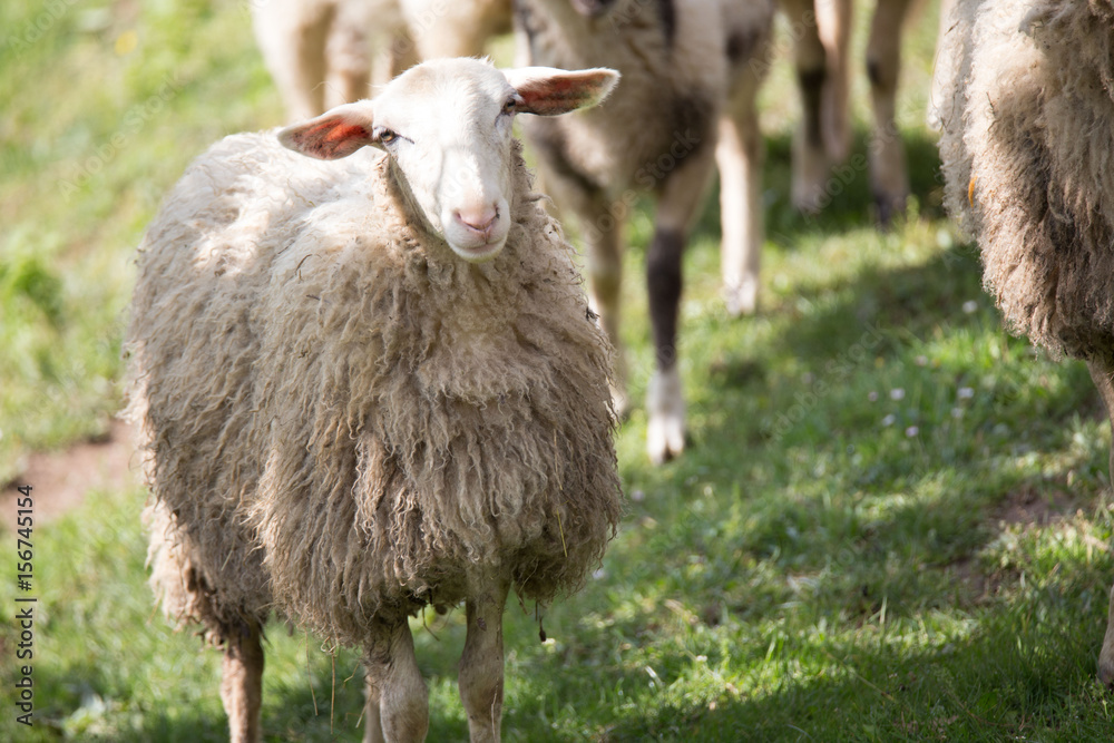 wool Lamb