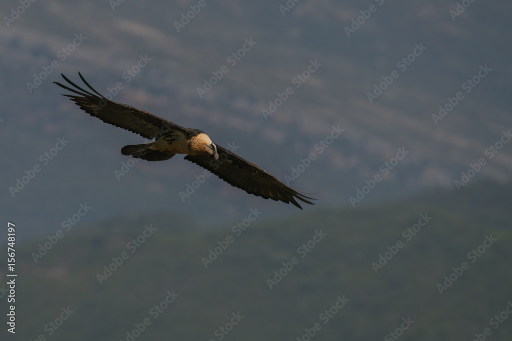 vautour gypaete barbu vautour gypaete barbu
