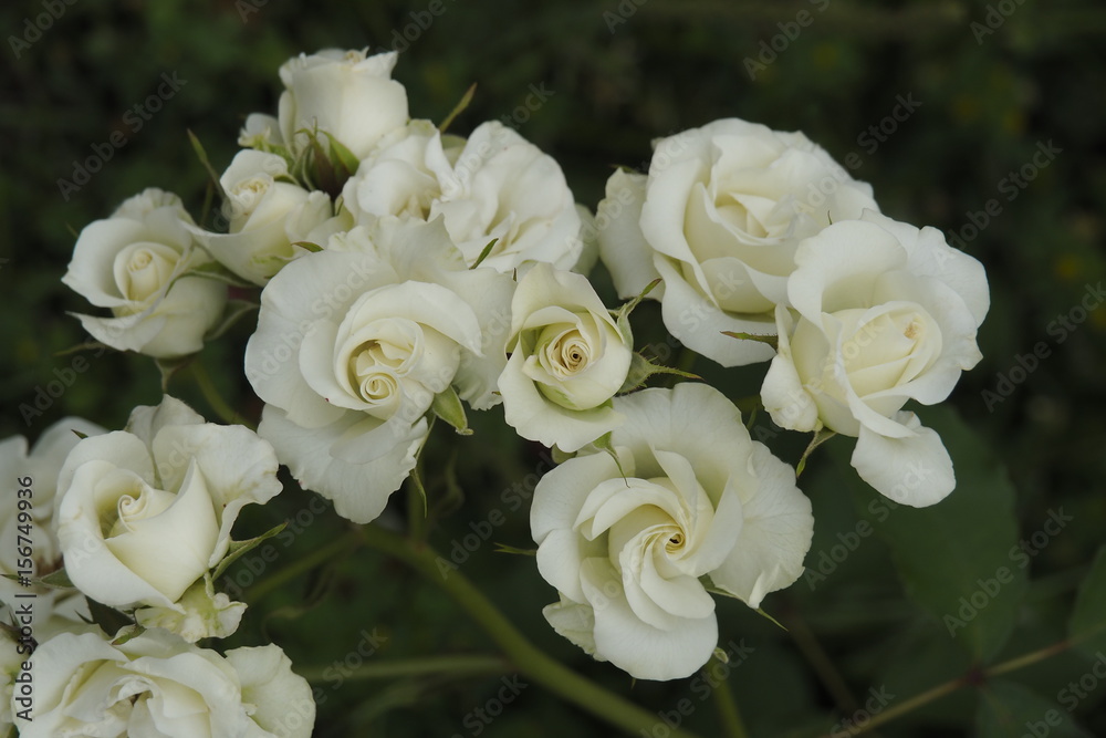 薔薇 薔薇