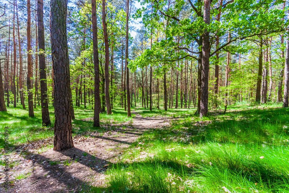 Obraz premium Forest trees. nature green wood sunlight backgrounds