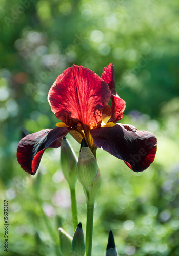 Fototapeta Naklejka Na Ścianę i Meble -  Burgundy iris. A flower of a red iris.