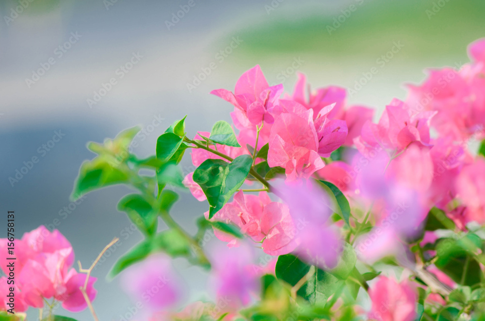 Lesser bougainvillea (Bougainvillea glabra), bougainvillea flowers in rainforest, close-up, macro, view Lesser bougainvillea (Bougainvillea glabra), bougainvillea flowers in rainforest, close-up, macro, view