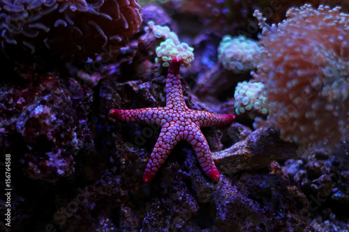 Aquarium scene with Starfish