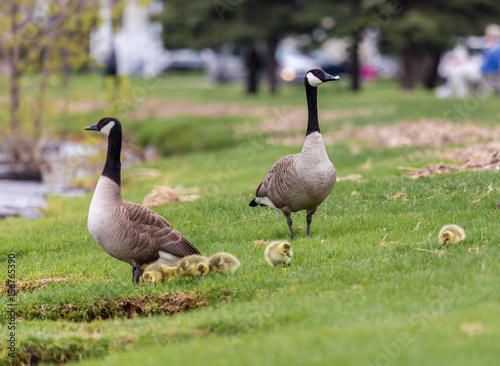 Canada geese protecting their goslings in a parc in Quebec, Canada.